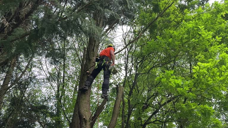 How Our Tree Care Process Works  in Coleman, MI